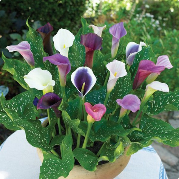 Hạt giống hoa rum