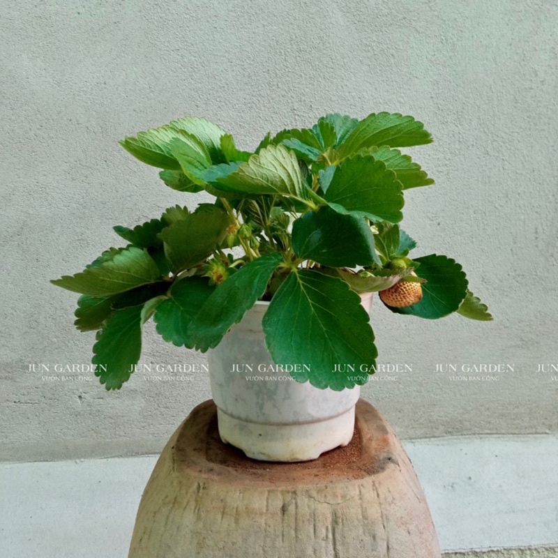 CÂY DÂU TÂY CHỊU NHIỆT JUN GARDEN