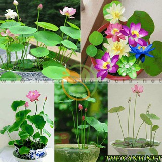 Bộ 1 gói hạt giống Sen nhật mini.5 hạt