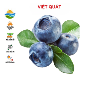 Hạt giống việt quất 30 hạt