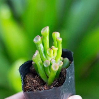 Sen đá ống điếu 5-7cm - Vườn sen đá