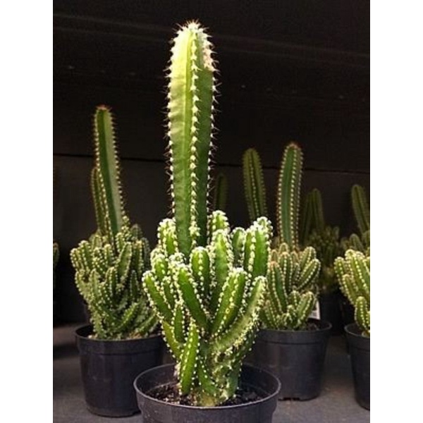 Chậu cứng Xương rồng khế