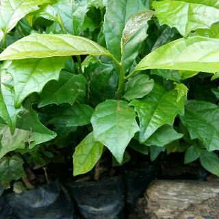 10 cây xạ đen hòa bình