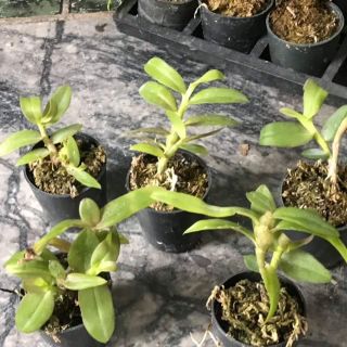 Phi điệp mắt đỏ