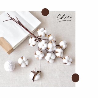 Cành bông gòn khô cành 10 bông trắng xinh xắn
