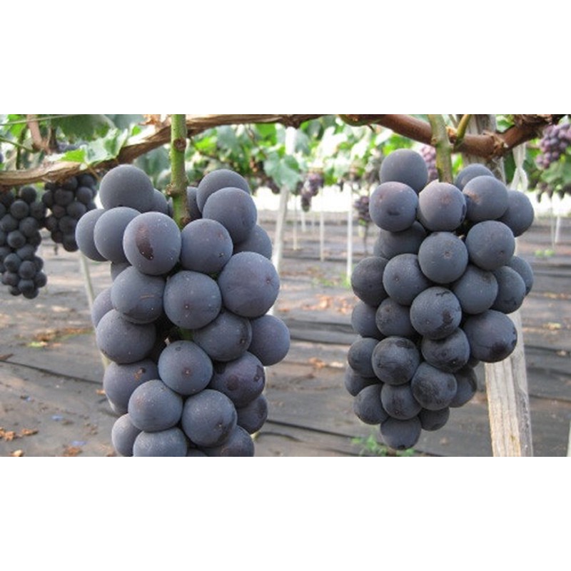 Thạch Nho Nổ Kyoho 7 Viên Kyoho Grape Jelly - Thạch Nổ Nho Đen Kyoho Cao Cấp HÀN QUỐC | BigBuy360 - bigbuy360.vn