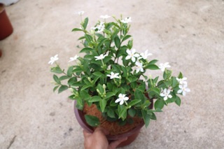 Chậu cây hoa Mai Chỉ Thiên