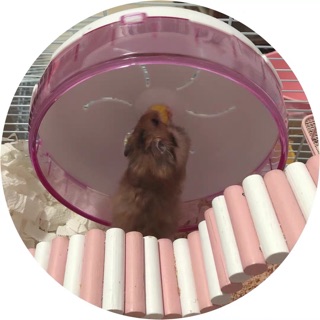 💜 WHEEL CHẠY DÀNH CHO HAMSTER 💜