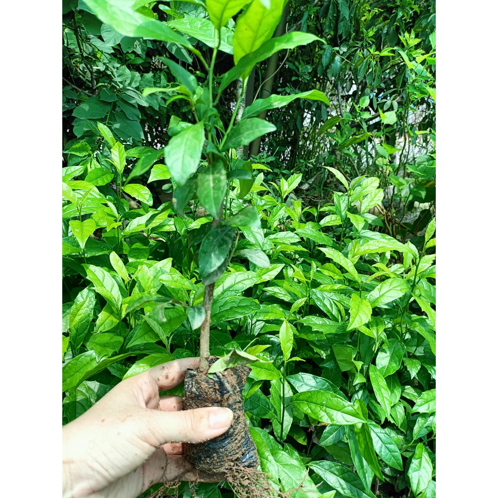 Combo 5 cây giống xạ đen