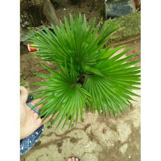 Cây cọ cảnh để bàn
