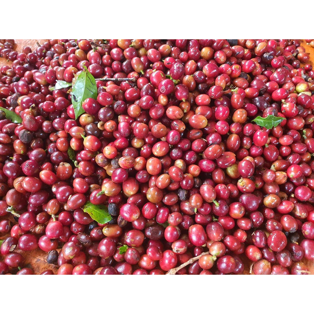 Cà phê nguyên chất pha phin ROBUSTA Nguyễn Bá Coffee - cafe rang xay nguyên chất gu đắng đậm hậu ngọt gu truyền thống