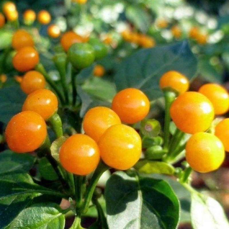 3 Trái  Hạt giống Ớt Peru Aji Charapita Thuần Chủng, nảy mầm 90%