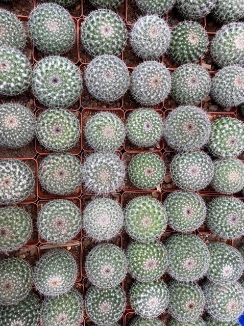 XƯƠNG RỒNG BÁNH SINH NHẬT SIÊNG HOA SỐNG DAI LẮM NGƯỜI ƠI