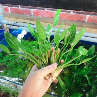 cây thủy sinh Lan nước - 5pcs