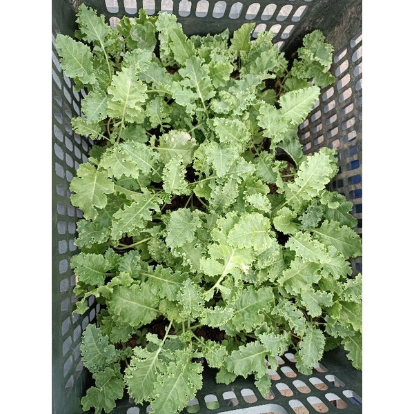 Combo 3 cây cải kale xanh xoăn giàu dinh dưỡng