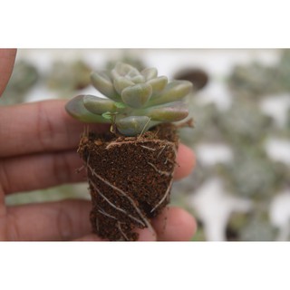 Sen đá kim tuyến mini 2-4cm