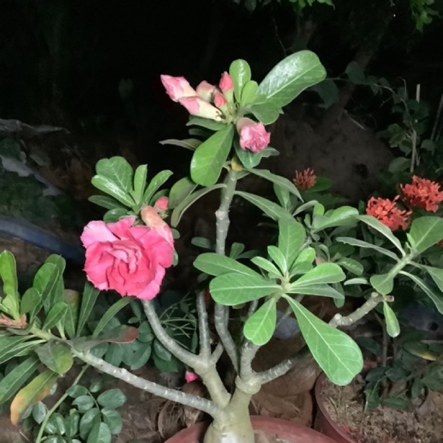 Cây sứ thái