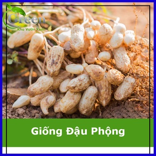 Hạt Giống Đậu Phộng