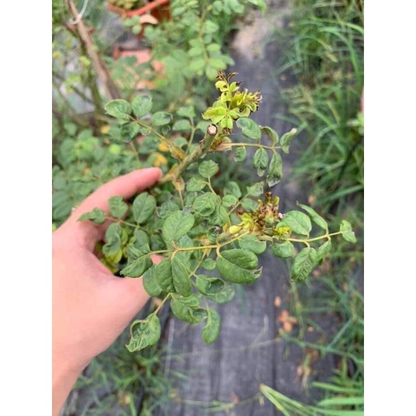 Thuốc trĩ cho hoa hồng