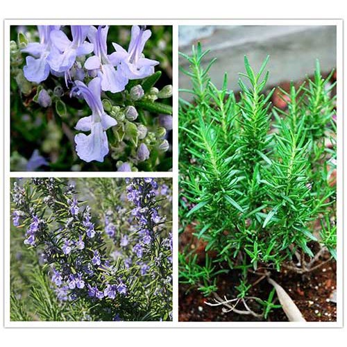 10h Hạt Giống Hương Thảo Rosemary