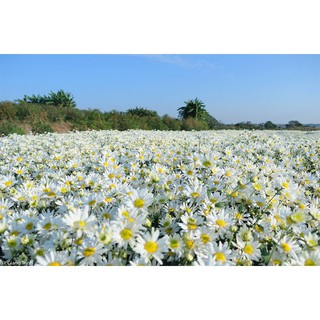 Hoa cúc trắng sấy khô 100g