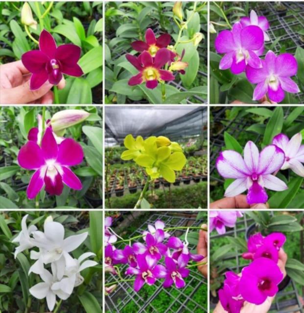 Combo 5 cây Hoa lan Dendro màu thanh lý