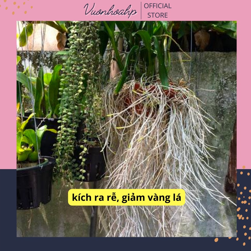 Siêu lân kích ra rễ nano ra rễ khoẻ gói 50g, đẻ nhánh nhiều, giảm vàng lá do thiếu dinh dưỡng