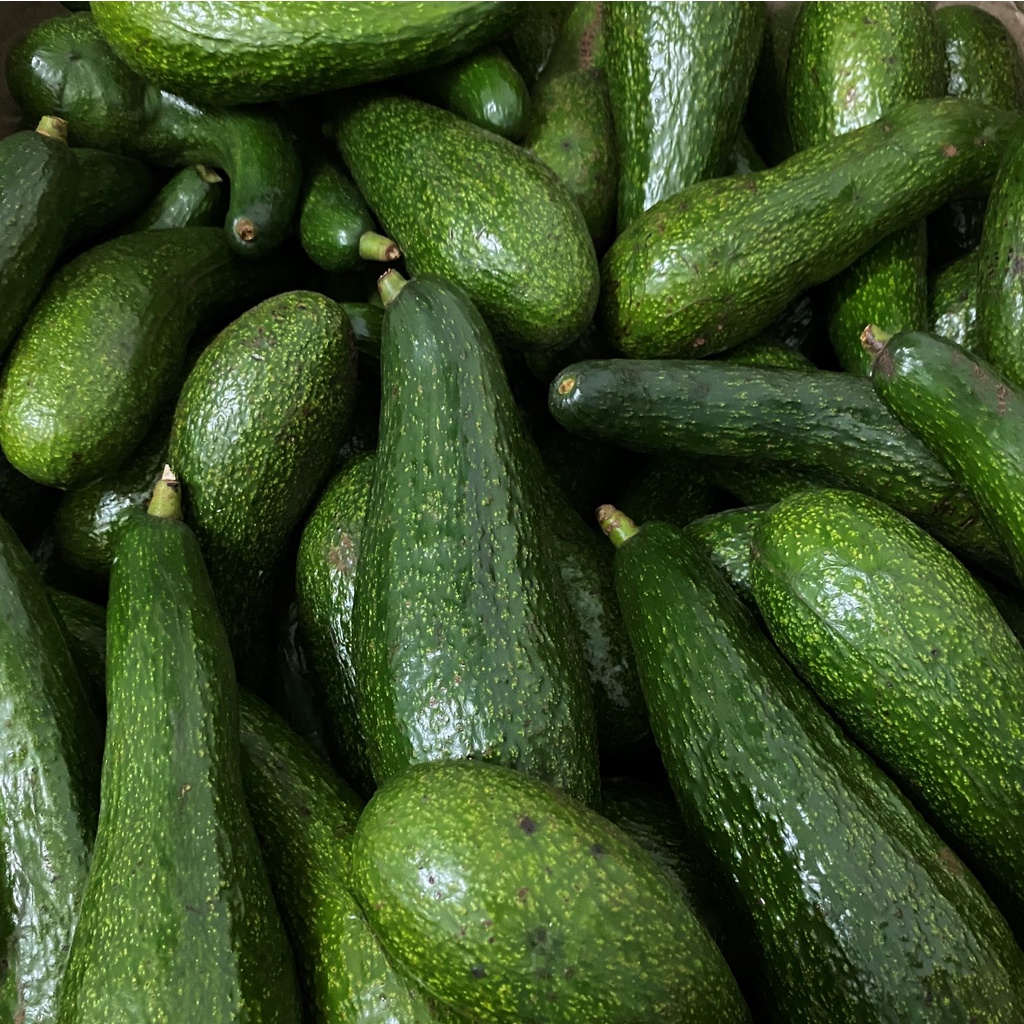 Bơ 034 Lâm Đồng- Bơ sáp - Bơ Booth nhà trồng- Hàng sẵn tại HCM- Giao hỏa tốc