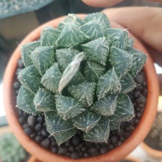 Sen đá kim cương - haworthia Cultivars & Hybrids