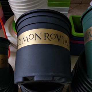 Chậu Monrovia