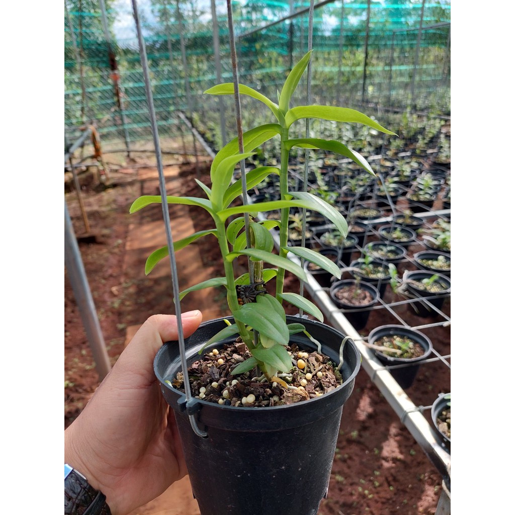 Lan phi điệp 5ct THIÊN NHÃN gieo hạt giống cây cao từ 10-25cm khỏe mạnh VƯỜN LAN KIÊN ANH TN