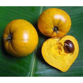 Cây trứng gà hay cây lê ki ma giống