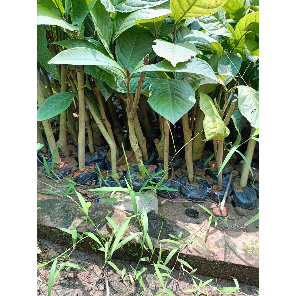 Cây giống trà hoa vàng