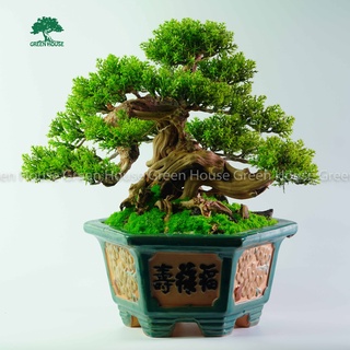 Lũa Bonsai, Lũa thủy sinh dùng trang trí hồ cá cảnh, hồ thủy sinh, văn phòng, nhà cửa-
