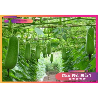 Hạt giống Bí đao lai