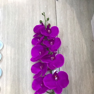 Hoa Lan màu tím