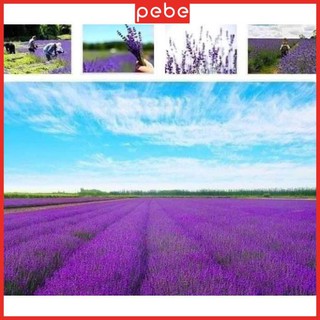 Túi thơm Lavender - Túi thơm để phòng