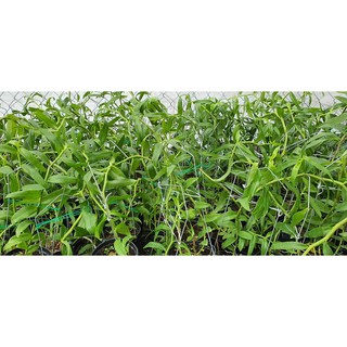 Hoa lan Hawai Trắng Tím lẫn