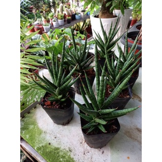 🌿Cây Ngà Voi Thái🌿