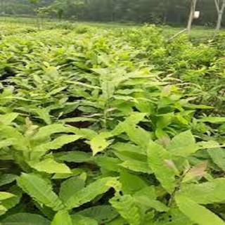 CÂY ÓC CHÓ GIEO HẠT