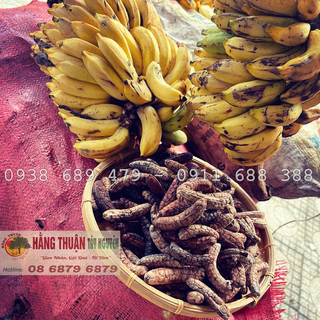 Chuối Hột Rừng Tây Nguyên