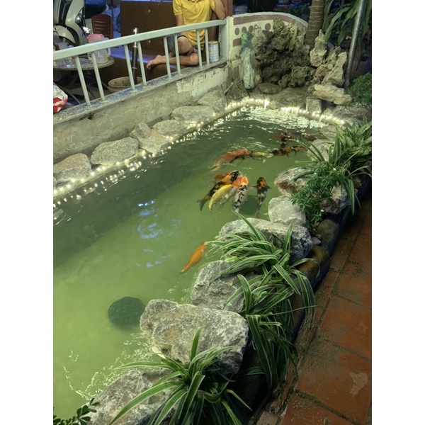 Men Vi Sinh Hồ Koi Bio Fish Koi