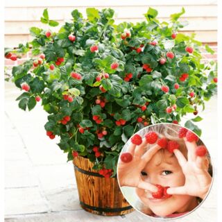 Hạt giống mâm xôi( phúc bồn tử)