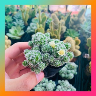 XƯƠNG RỒNG TRỨNG CHIM 🦢 |FREESHIP| 🔥 XUẤT XỨ ĐÀ LẠT, ĐÃ THUẦN KHÍ HẬU, SIÊU KHOẺ ĐẸP 🍏 LỖI 1 ĐỔI 1