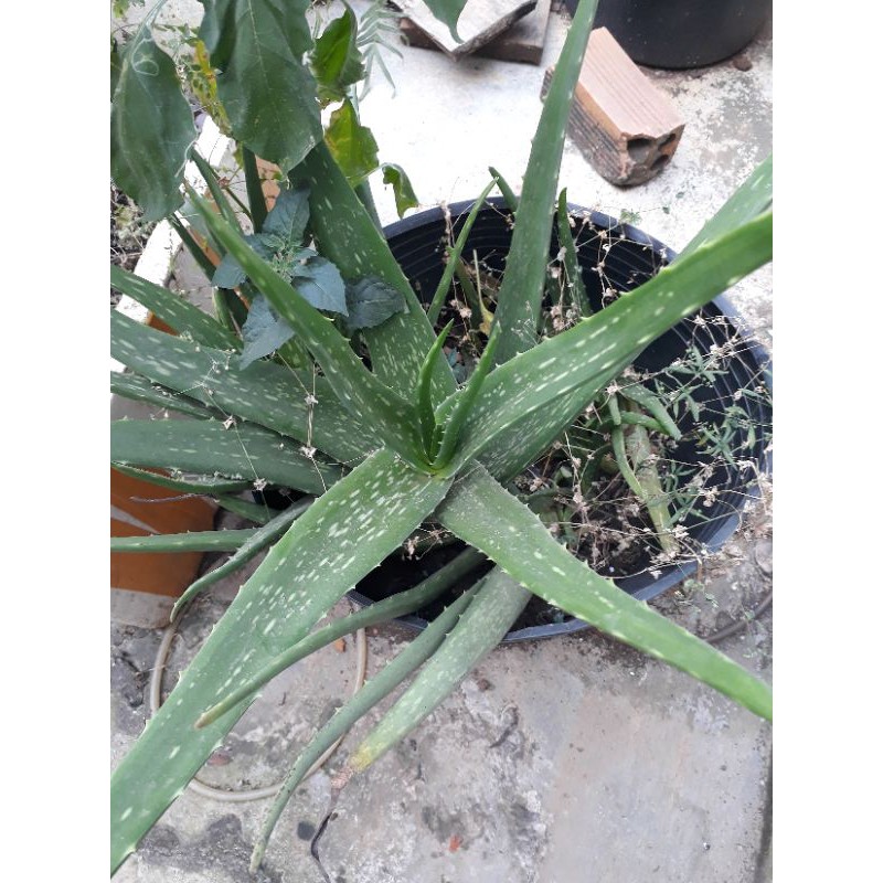 Cây nha đam giống y hình