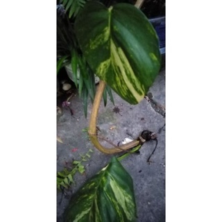 Cây Trầu Bà Đột Biến Monstera Variegata