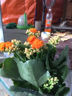 Cây sống đời