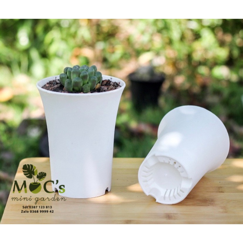 Chậu Nhựa Miệng Loe - Trồng Haw, Sen Đá, Xương Rồng | CNT05 || mocminigarden