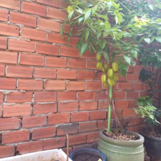 Cây 🌲 Khế thái...(trái ngọt)