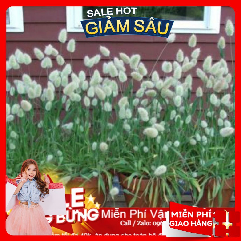 Hạt Giống Cỏ Đuôi Thỏ - 50 Hạt / Gói